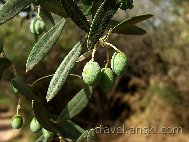 Palea Epidauros - gaj oliwny na pwyspie Nisi